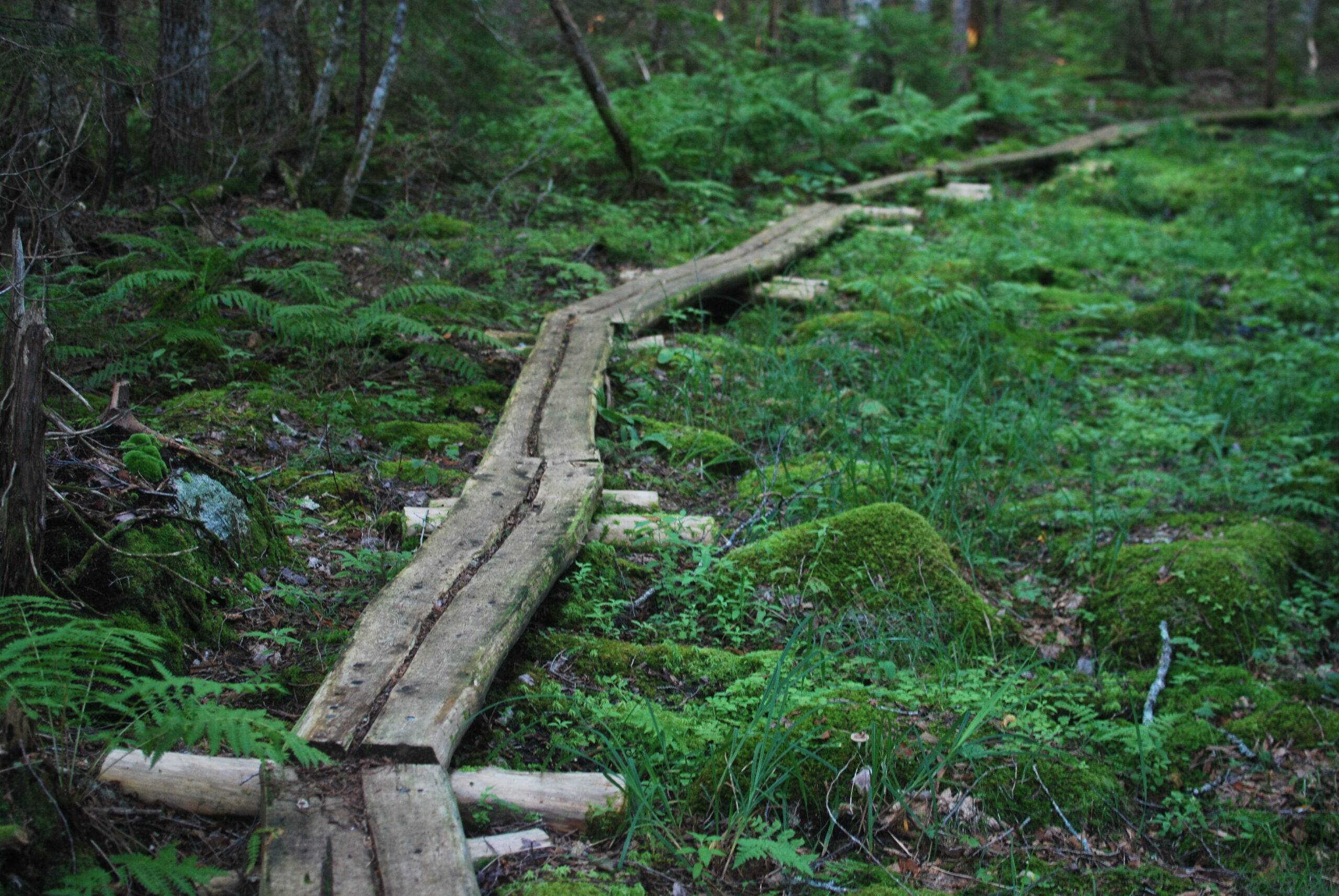 Sentiers forêt passerelle aménagée